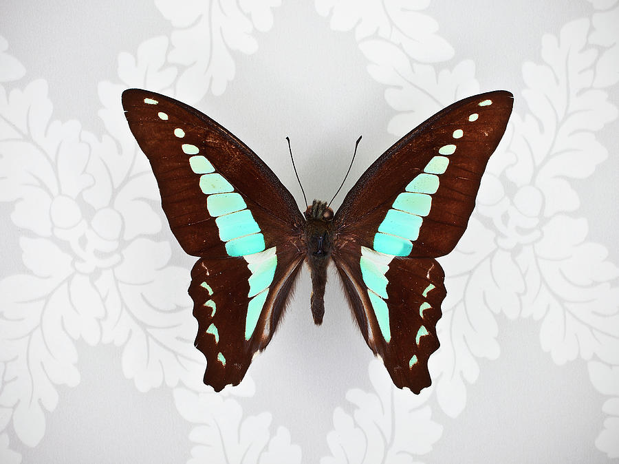 Butterfly On Wallpaper Background Photograph by William Andrew