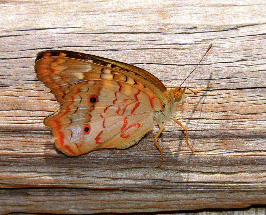 Butterfly on wood Photograph by David Lee Thompson