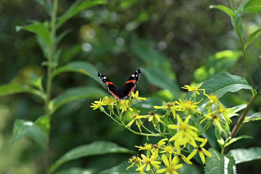 Butterfly On Yellow Flowers In Garden Photograph by Cecilia Mller