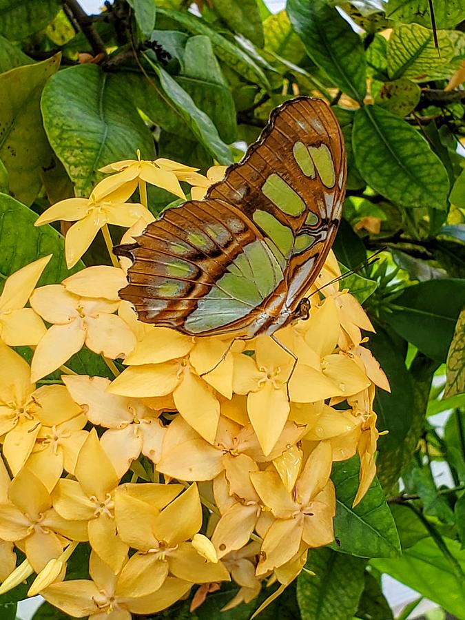 Butterfly on Yellow Flowers Photograph by Nora Martinez