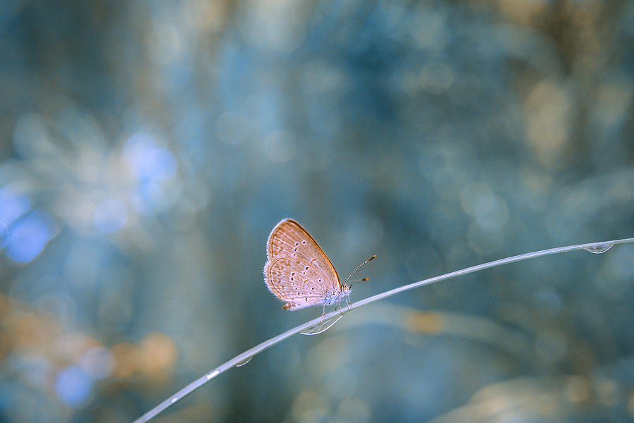 Butterfly Photograph by Parianto