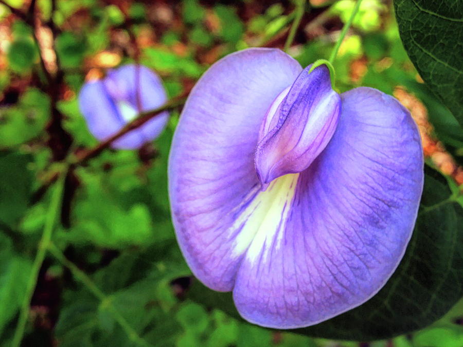 Spurred Butterfly Pea  Photograph by Susan Hope Finley