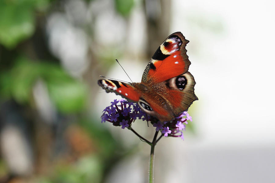 Butterfly Peacock On Verbena Photograph by Sonja Zelano