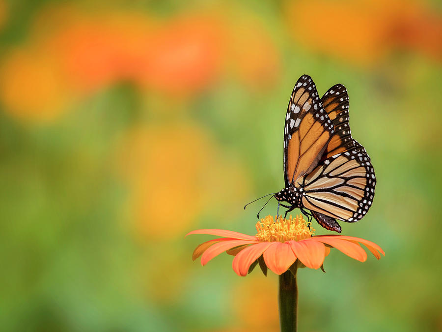 Butterfly Portrait Ix Photograph by Phburchett - Fine Art America