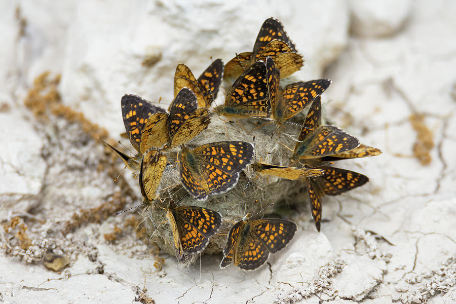 Butterfly Puddling Photograph by Debra Martz