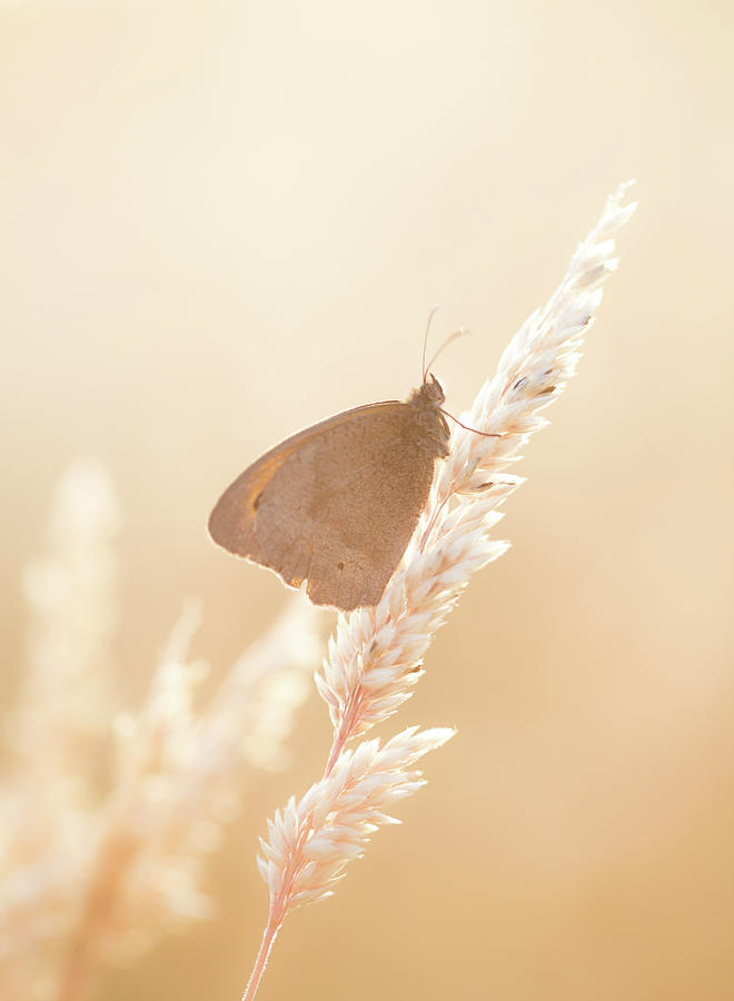 Butterfly resting on grass on a summers evening Photograph by Anita Nicholson