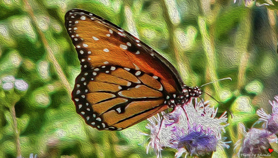Butterfly Photograph by Rhonda McDougall