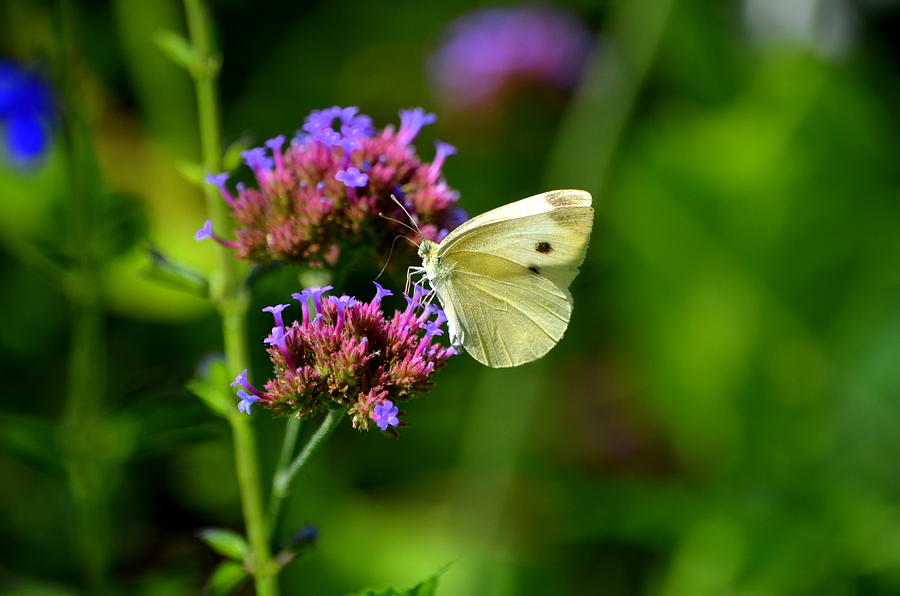 Butterfly Photograph by Riad Art | Fine Art America