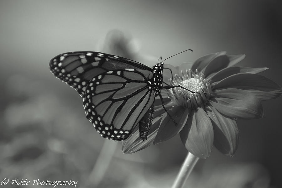 Butterfly Photograph by Rick Holden - Fine Art America