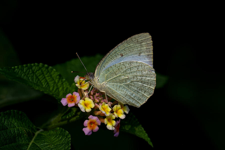Butterfly Photograph by Samir Kumar Samanta