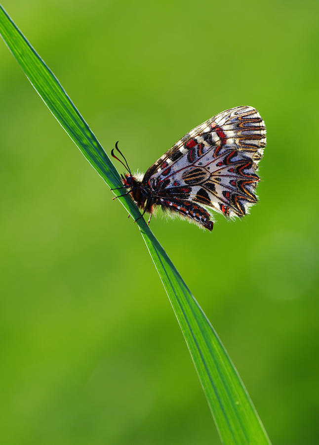 Butterfly Photograph by Savas Sener