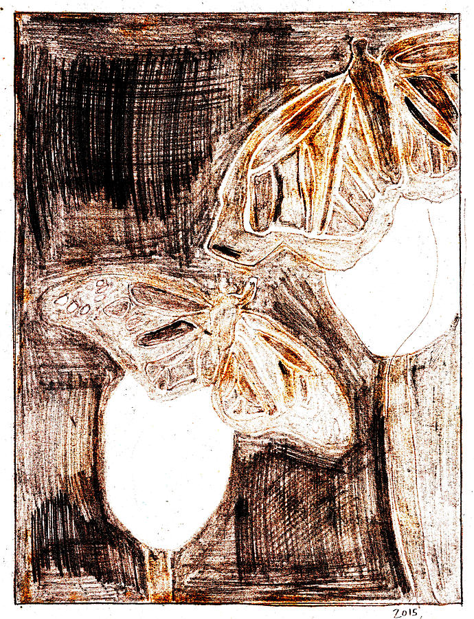Butterfly scratch sketch 12 Drawing by Edgeworth Johnstone