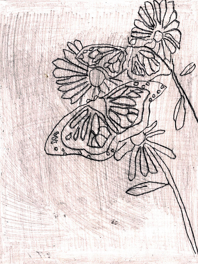 Butterfly scratch sketch 7 Drawing by Edgeworth Johnstone