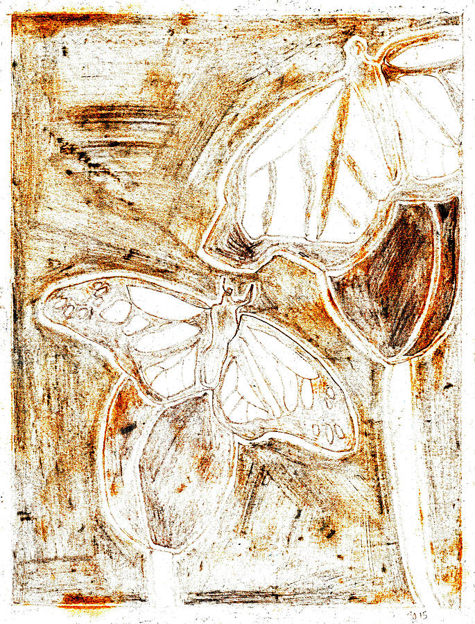 Butterfly scratch sketch 9 Drawing by Edgeworth Johnstone