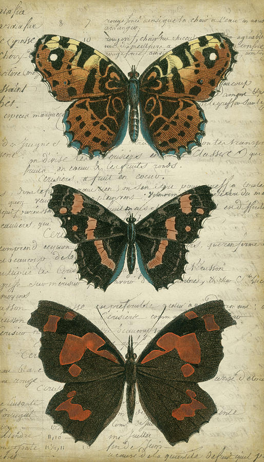 Butterfly Script II Painting by Vision Studio