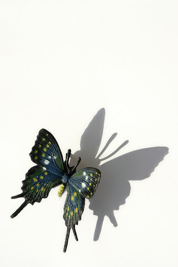 Butterfly Shadow Photograph by Timeless