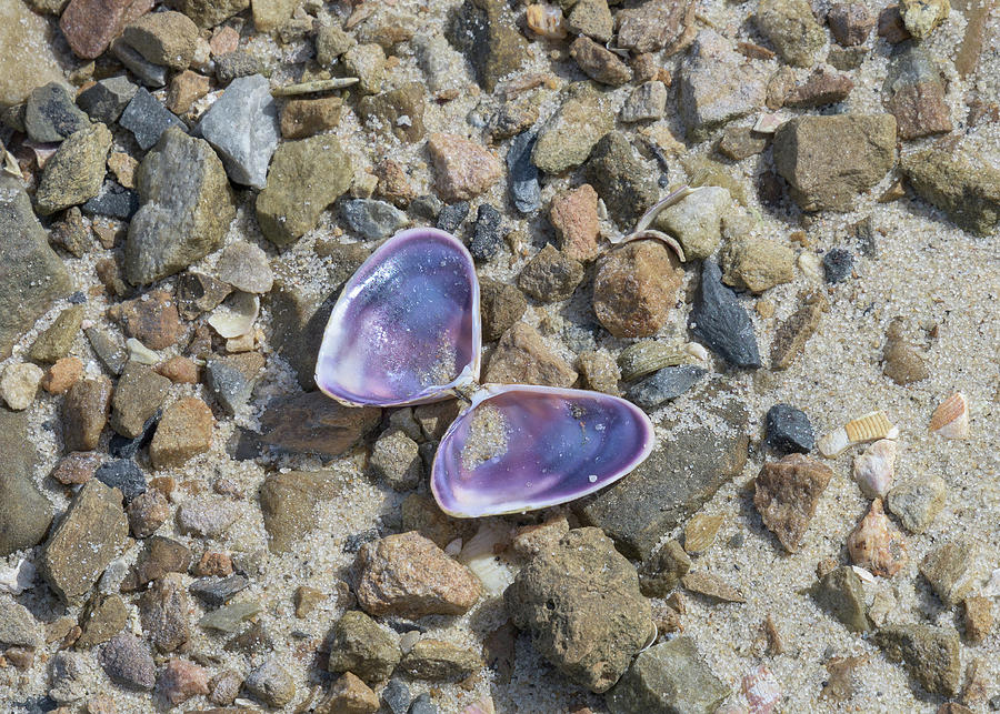 Butterfly Shell Photograph by Kim Wilder Hinson