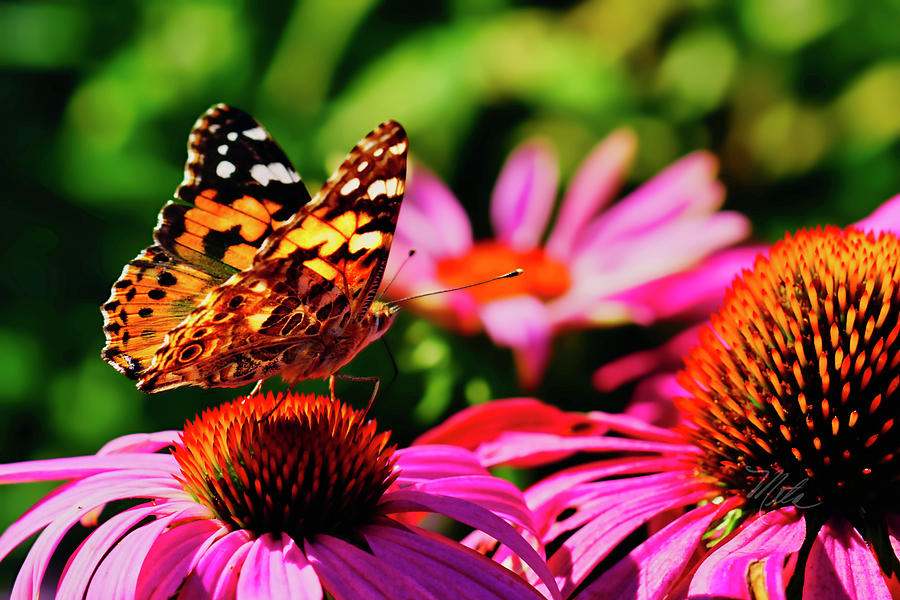 Butterfly Side Photograph by Meta Gatschenberger