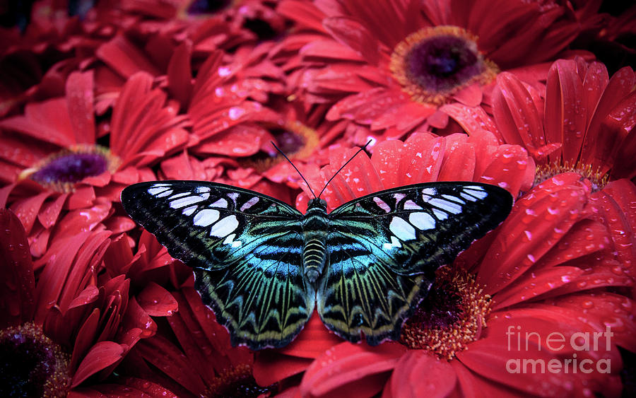 Butterfly Sitting On Red Flower Photograph by Keene Chen