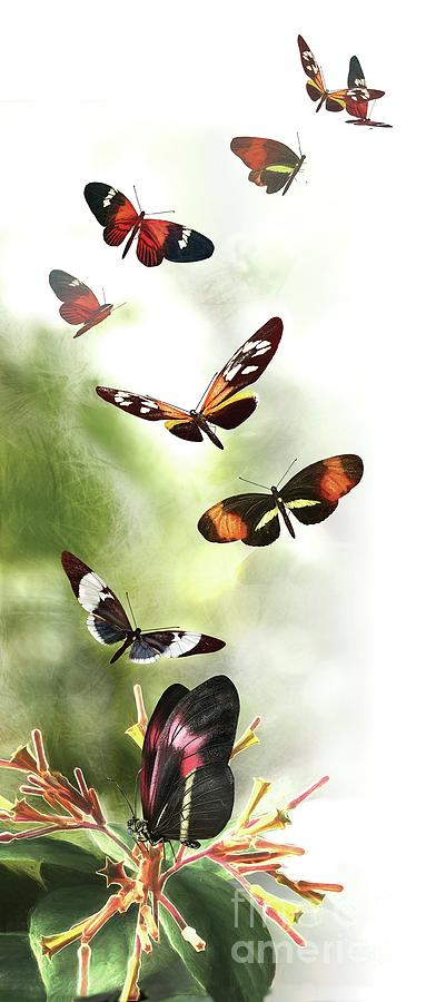 Butterfly Speciation Photograph by Nicolle R. Fuller/science Photo ...