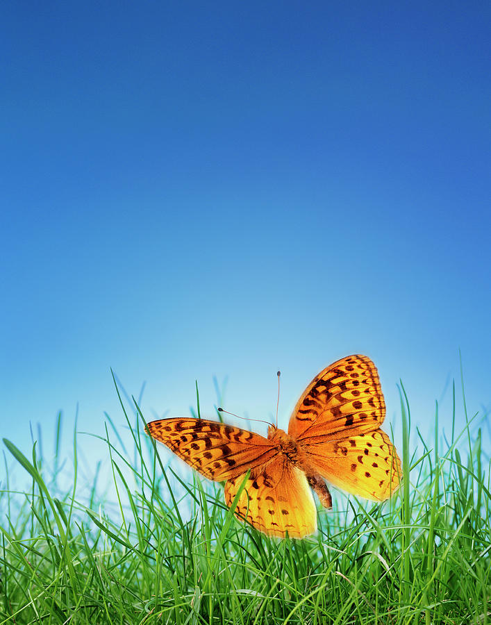 Butterfly Speyeria Cybele In Long Grass Photograph by Peter Dazeley