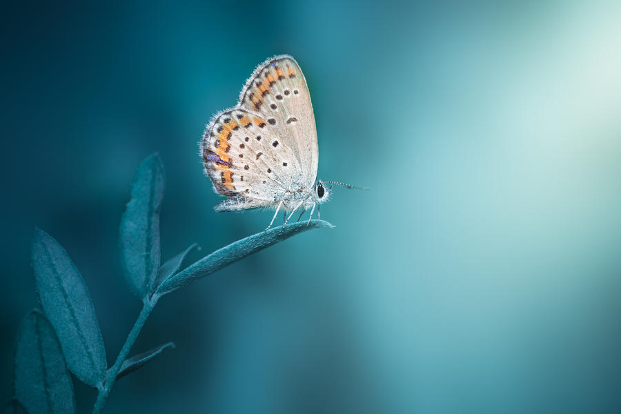 Butterfly Photograph by Stanley Lee