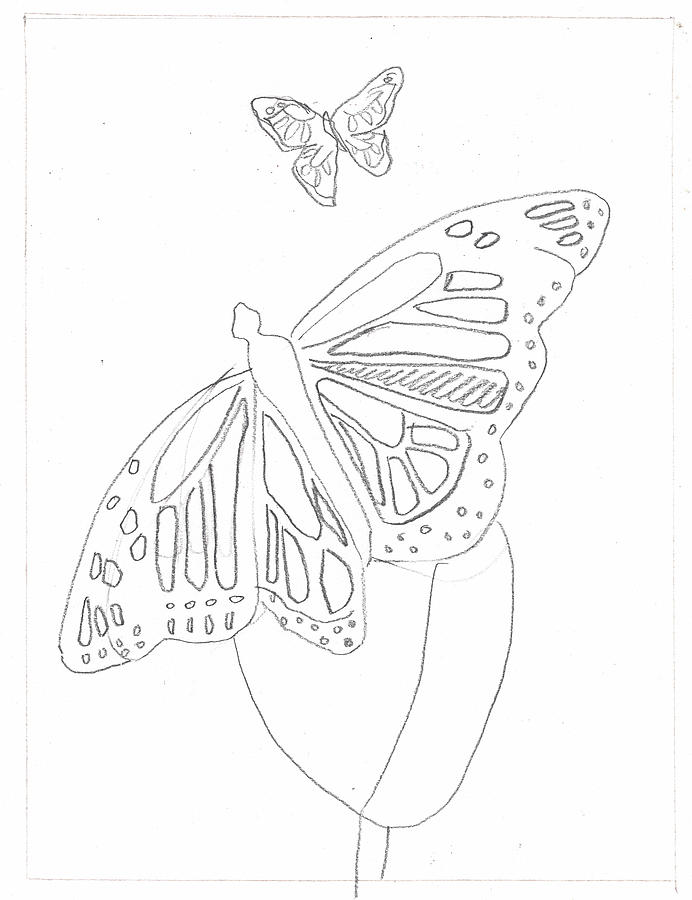 Butterfly starter drawing 1 Drawing by Edgeworth Johnstone