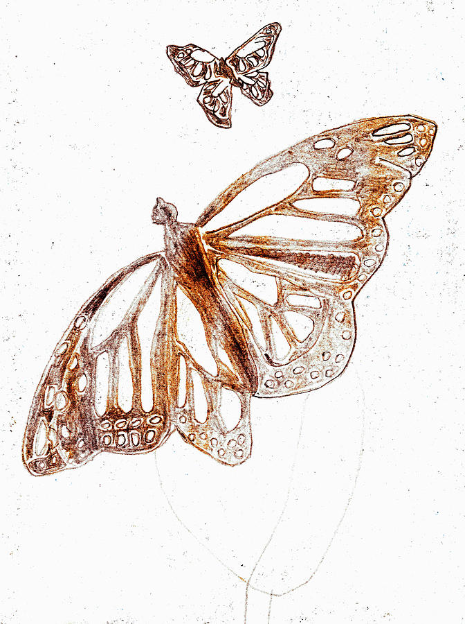 Butterfly starter drawing 2 Drawing by Edgeworth Johnstone