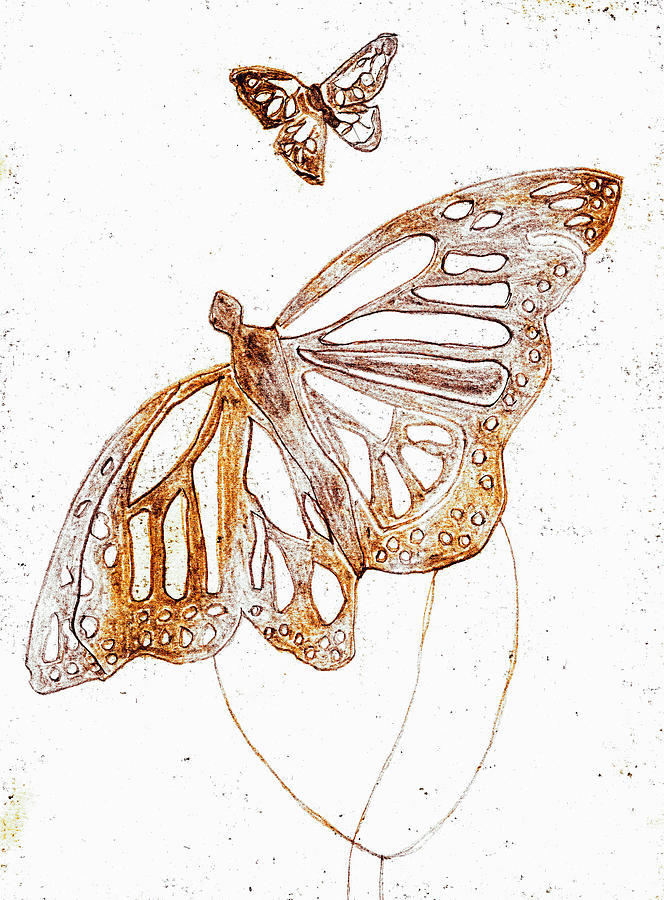 Butterfly starter drawing 3 Drawing by Edgeworth Johnstone