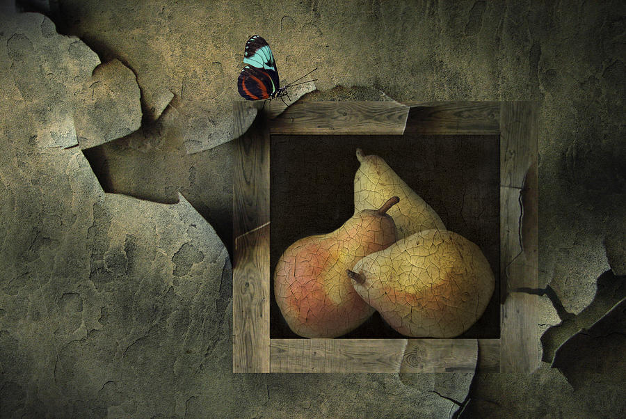 Butterfly Still Life Photograph by Natalia