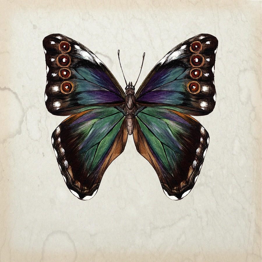 Butterfly Study IIi Painting by Melissa Wang