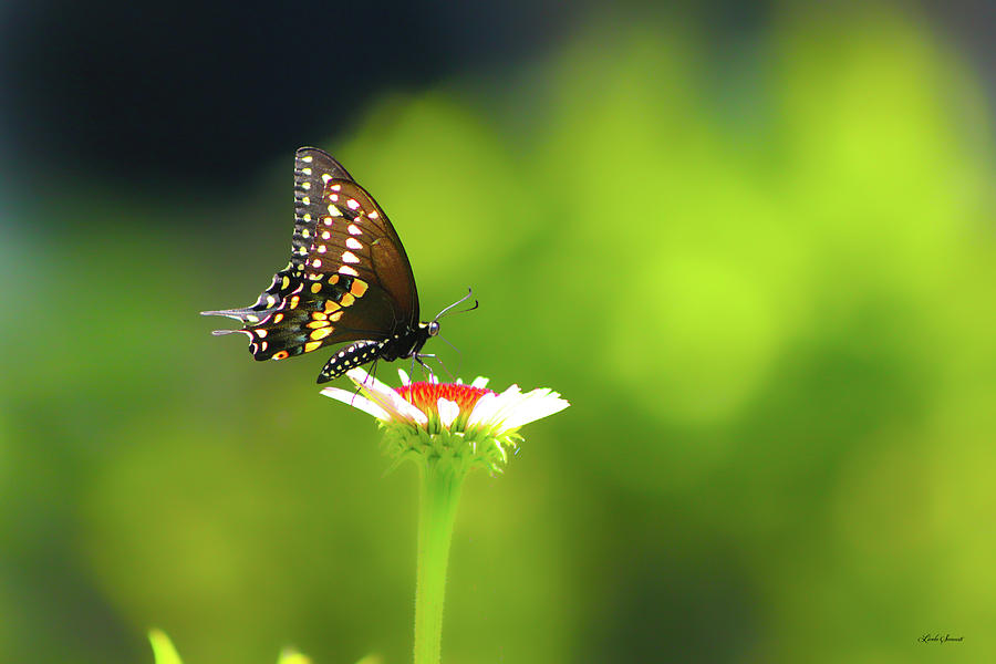 Butterfly Sunshine Photograph by Linda Sannuti