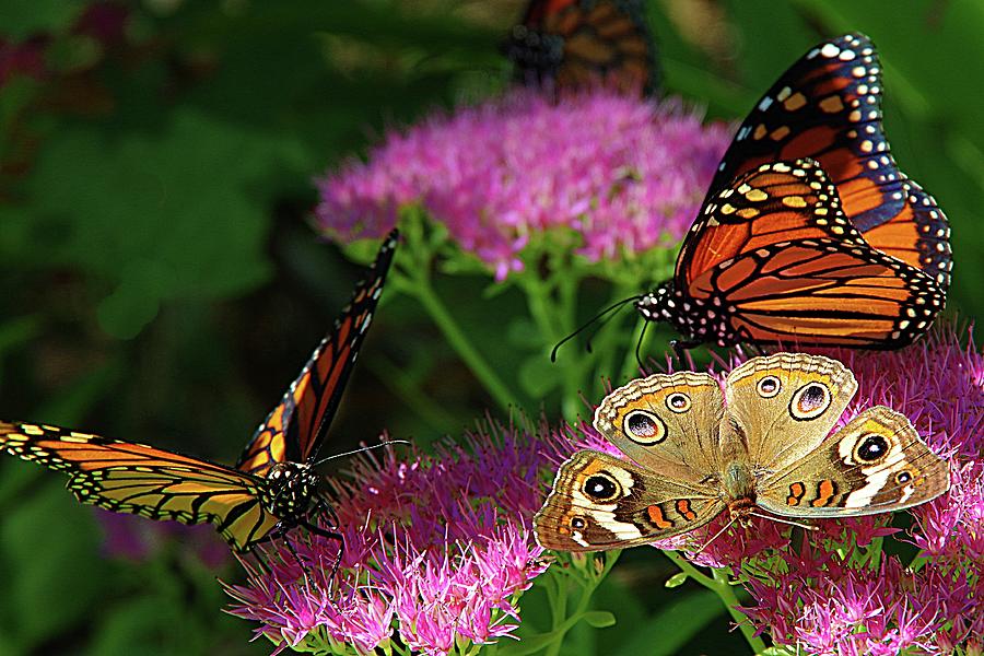Butterfly Swarm Photograph by Karen McKenzie McAdoo