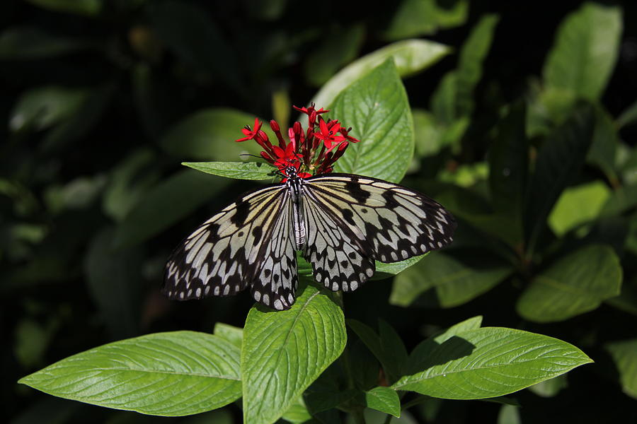 Butterfly - Tree Nymph Photograph by Richard Krebs
