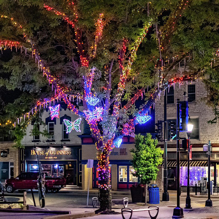 Butterfly Tree Photograph by Randy Scherkenbach - Fine Art America