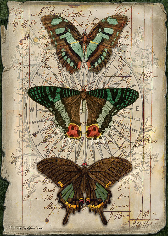 Butterfly Trio Digital Art by Terry Kirkland Cook