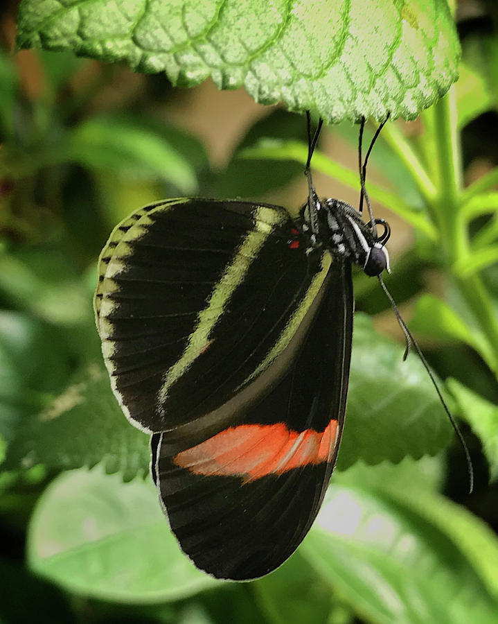 Butterfly Upside down Photograph by Jack Nevitt