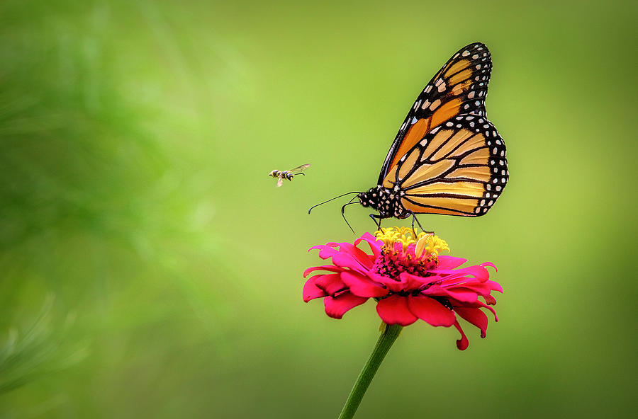 Butterfly vs Bee Photograph by Deborah Penland