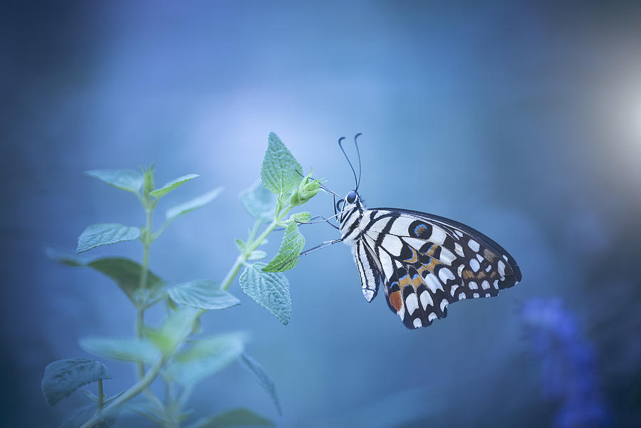 Butterfly Photograph by Wang Li