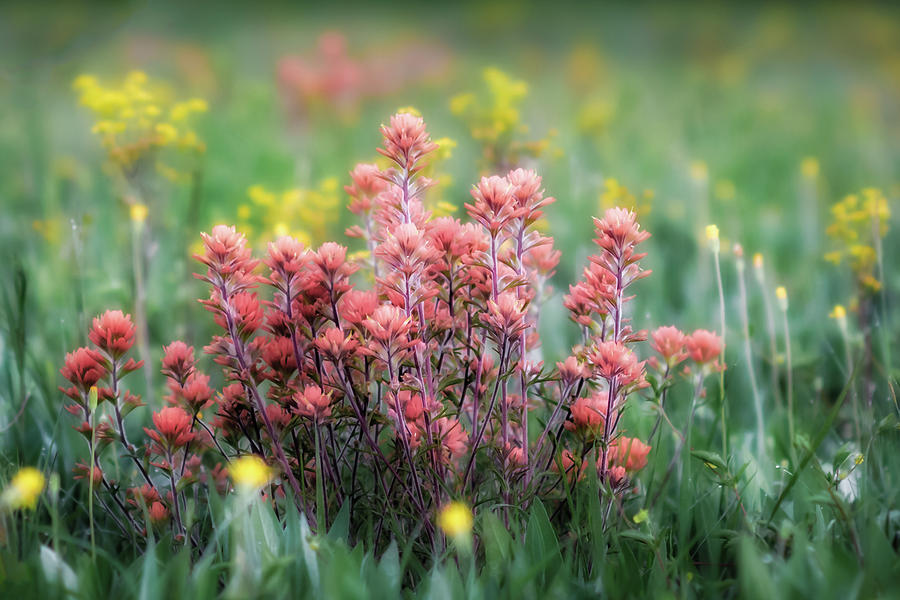 Butterfly Weed in the Morn Photograph by James Barber