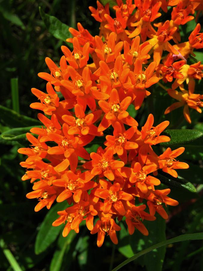 Butterfly Weed  Photograph by Lori Frisch