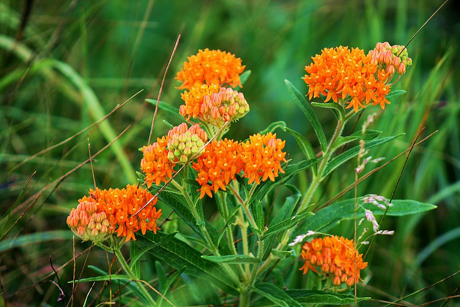 Butterfly Milkweed Photograph by Neal Nealis
