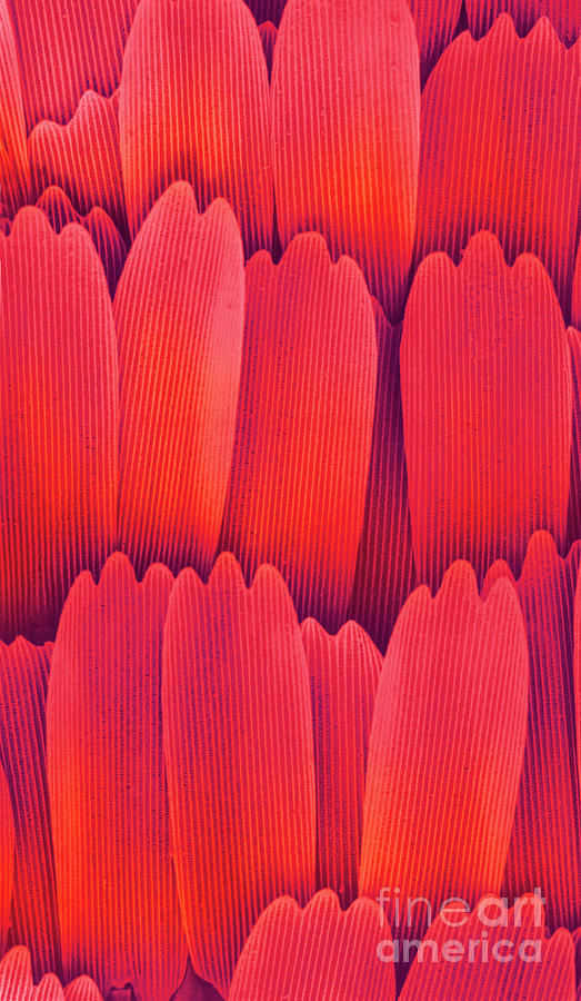 Butterfly Wing Scales Sem X700 Photograph by Dr. Richard Kessel/science Photo Library