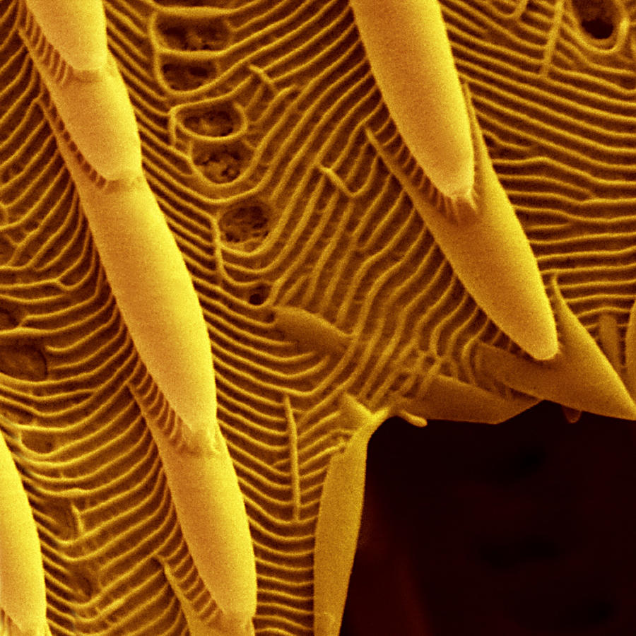 Butterfly Wing Sem Photograph by Meckes/ottawa