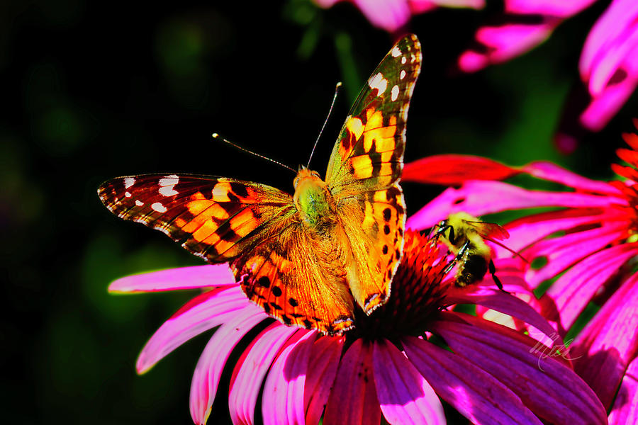 Butterfly Wings Open Photograph by Meta Gatschenberger