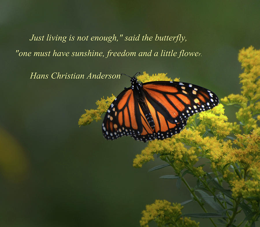 Butterfly Wisdom Photograph by Sharon Rolland