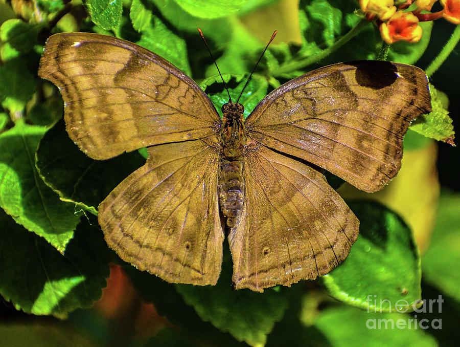 Chocolate Pansy Or Chocolate Soldier Butterfly Photograph