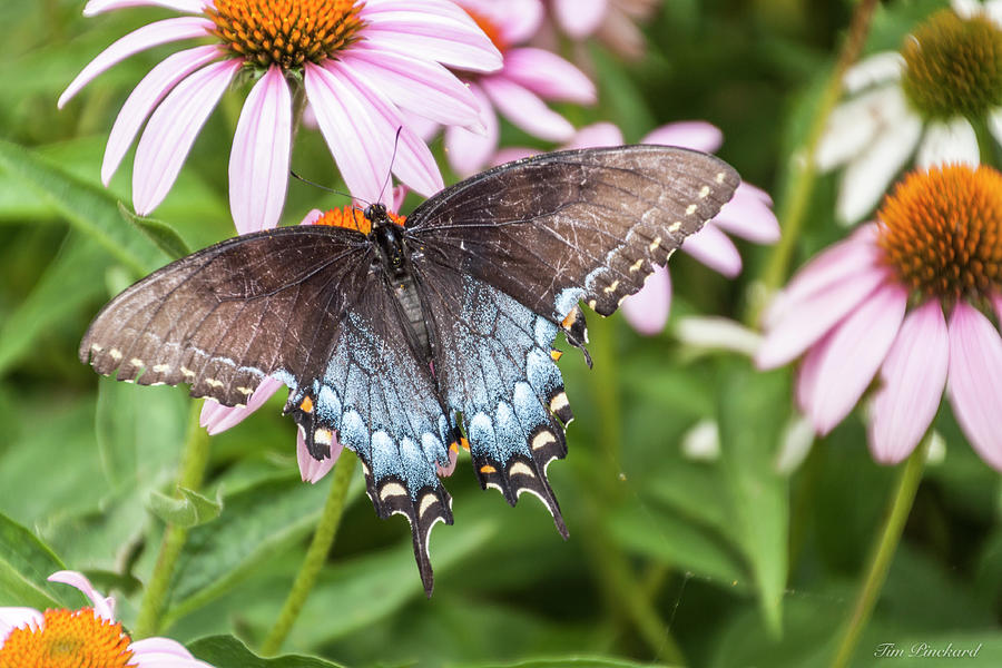 Butterfly with gray, blue and white with spotsof yellow. by Timothy Pinckard Butterfly with gray, blue and white with spotsof yellow. by Timothy Pinckard