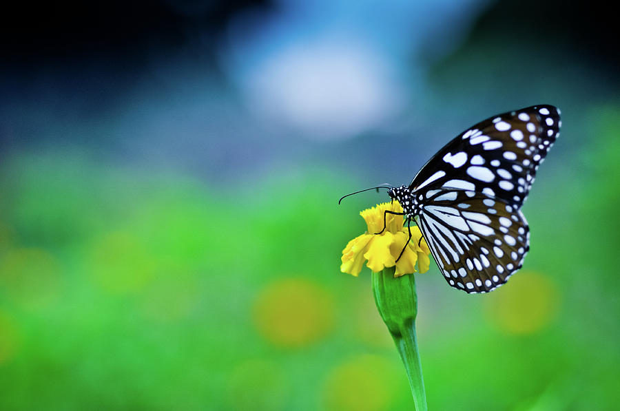 Download Butterfly With Wild Flowers In Garden By Ashik Masud