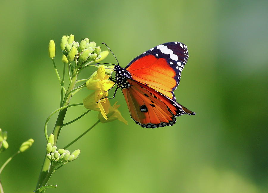 Butterfly Photograph by Zahoor Salmi